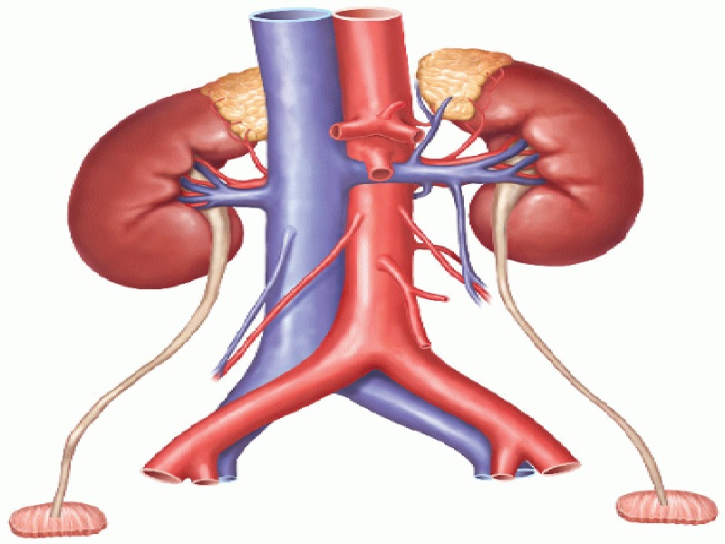 Combien Coute Une Greffe De Rein Communauté MCMS™. Combien Coute Une Greffe De Rein Communauté MCMS™.