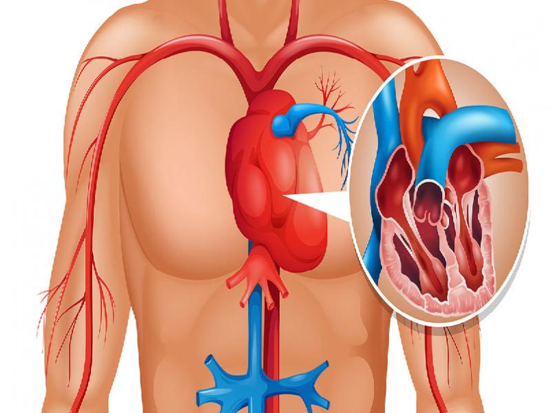 Symptoms of heart valve disease 2024