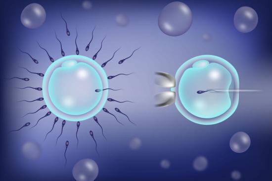 Les cellules souches pour le traitement de l'infertilité
