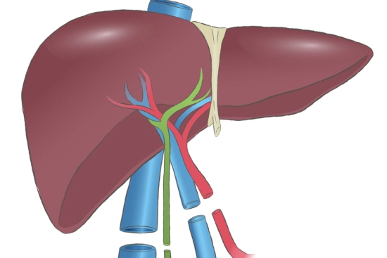 Liver transplant in Turkey Liver transplant in Turkey