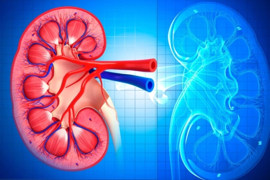 Kidney transplantation process in Turkey