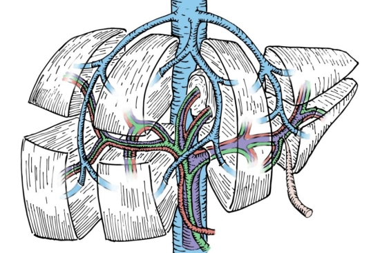 Postoperative follow-up and recovery after hepatectomy 2026