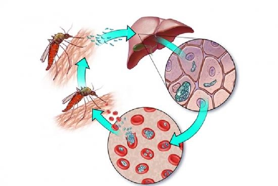 La malaria Turquie 