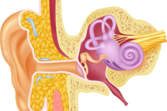 Risk factors for ossicular damage 2024