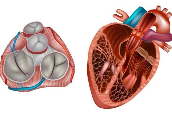 cardiac valves